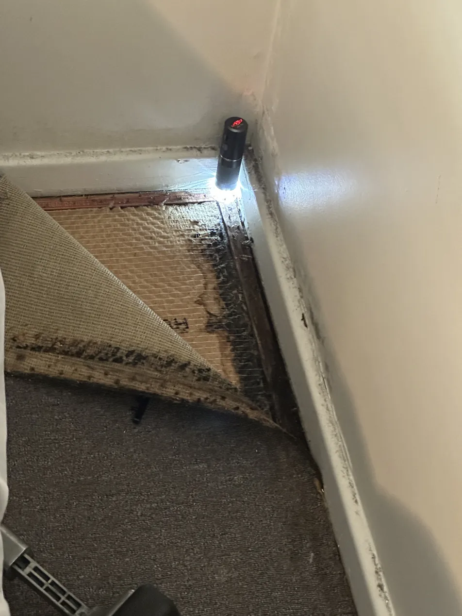 Torch inspection revealing mould under carpet at skirting